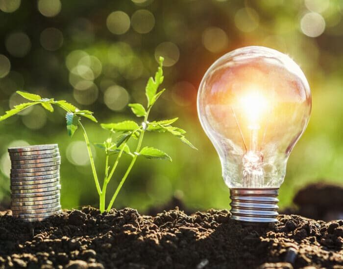 lightbulb with small tree and money stack on soil in nature suns